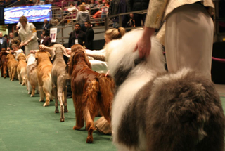 Illustration for article titled Wrapping Up The Westminster Dog Show